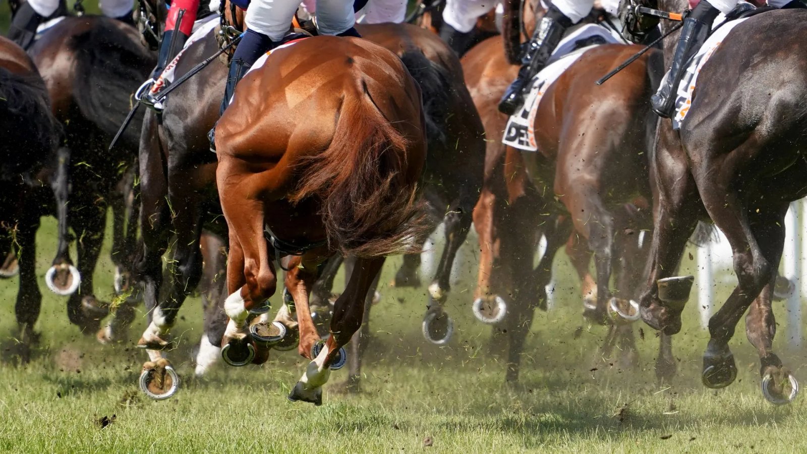 Gallop in Hamburg Horn Gallop in Hamburg Horn