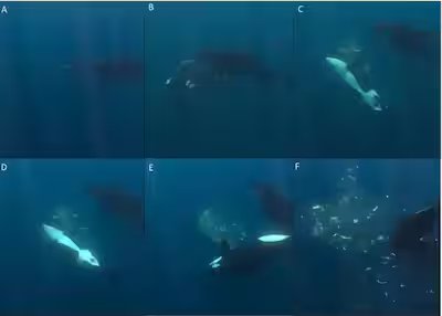 IN PHOTO | Killer whales break sunfish into pieces by ramming them with force 11 Images showing killer whale hunting strategy with sunfish.