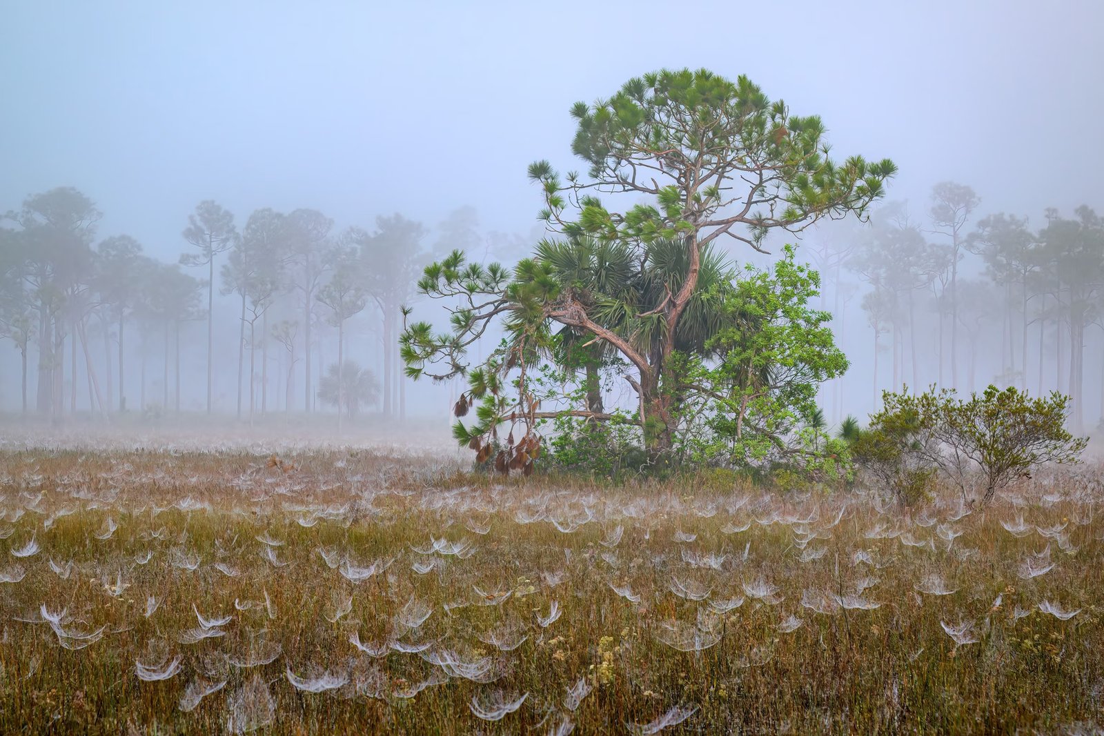 Invasive Burmese pythons have created a new hot spot in Florida, wildlife experts say. 12 PHOTO: Cobweb-covered marsh grass on a foggy morning at the Babcock Wildlife Management Area near Punta Gorda, Florida.