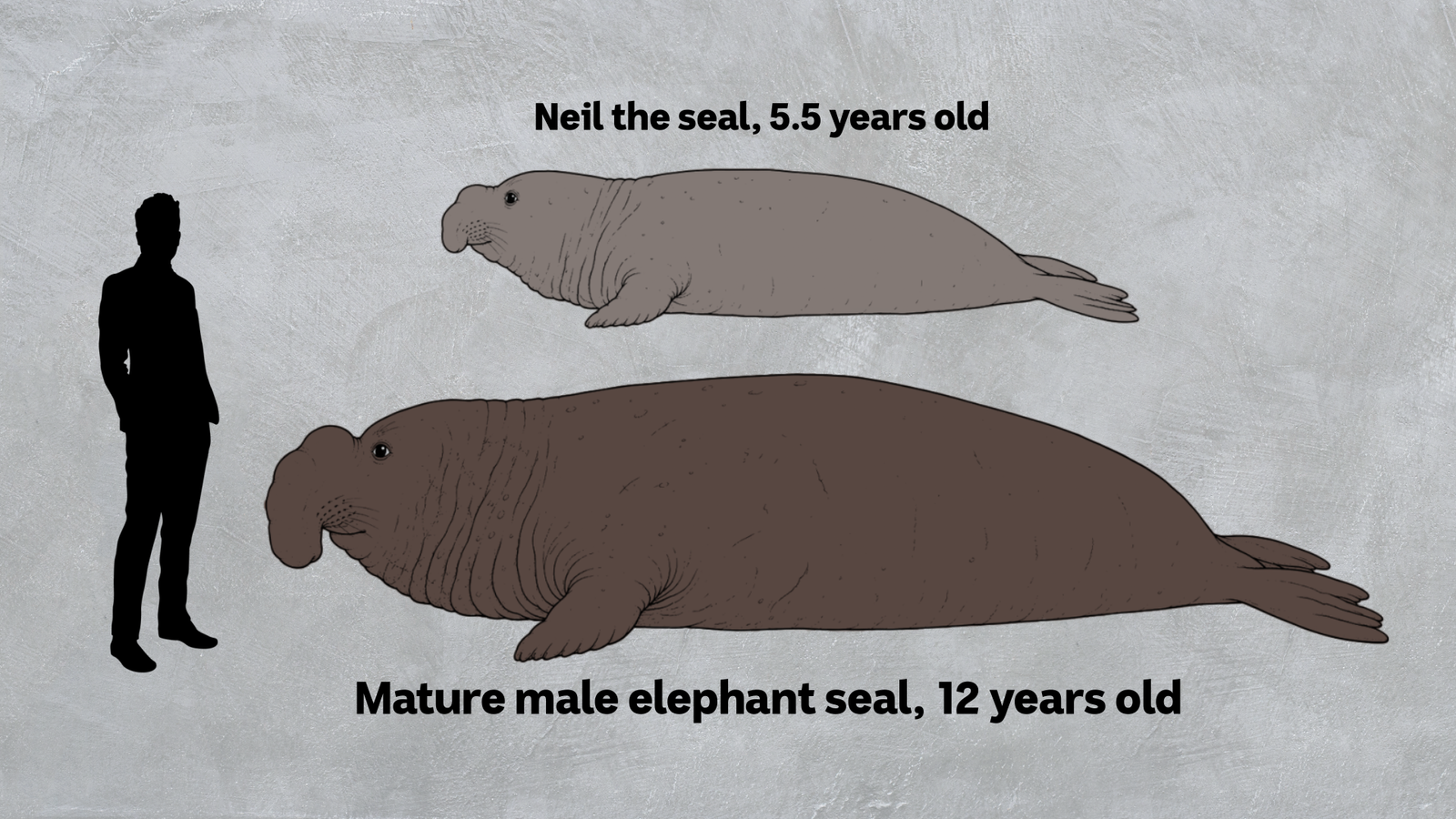 Joy of the Nile: How a cheeky seal on the shores of Tasmania brought happiness to the world 30 Image depicting the size of a juvenile seal, an adult male seal, and an adult for scaling purposes.