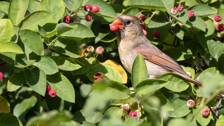 The bird eats the fruits of the serviceberry tree.