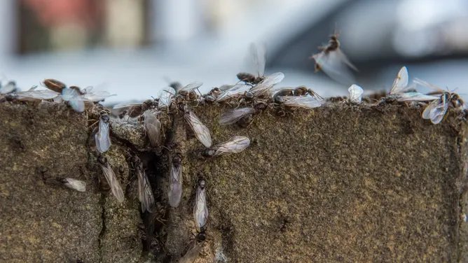 Plague-like swarms of flying ants invade and are mistaken for storms on radar 14 Plague like swarms of flying ants invade and are mistaken for