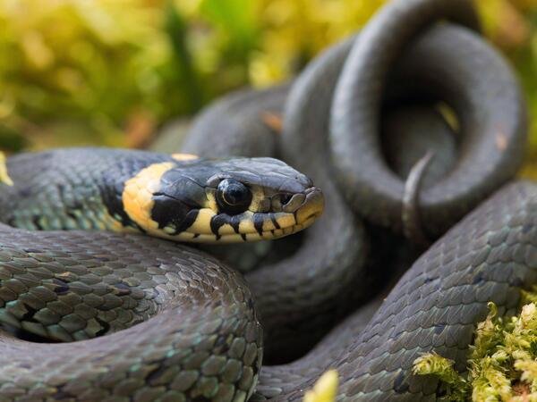 Grass snake (Natrix natrix), curled up, Germany, Bavarian grass snake (Natrix natrix), curled up, Germany, Bavaria BLWS517618 Copyright: xblickwinkel/M.xKuehnx