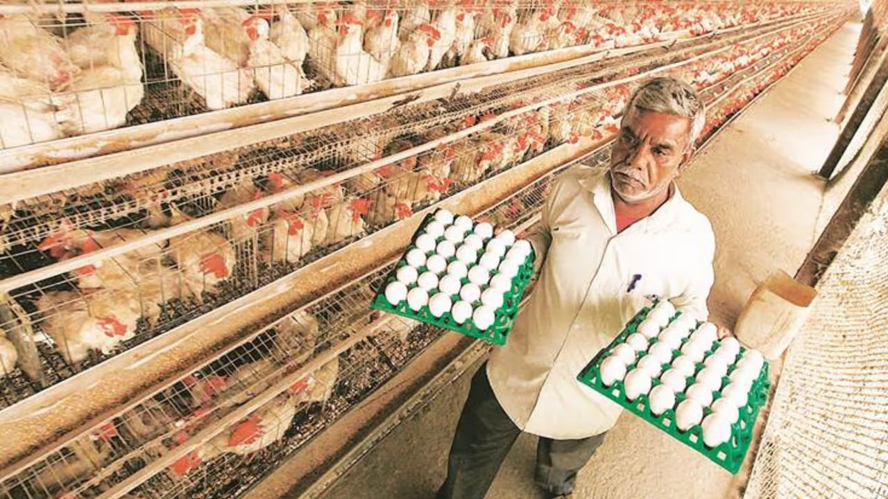 Why are egg prices constantly rising? Why are egg prices constantly rising?