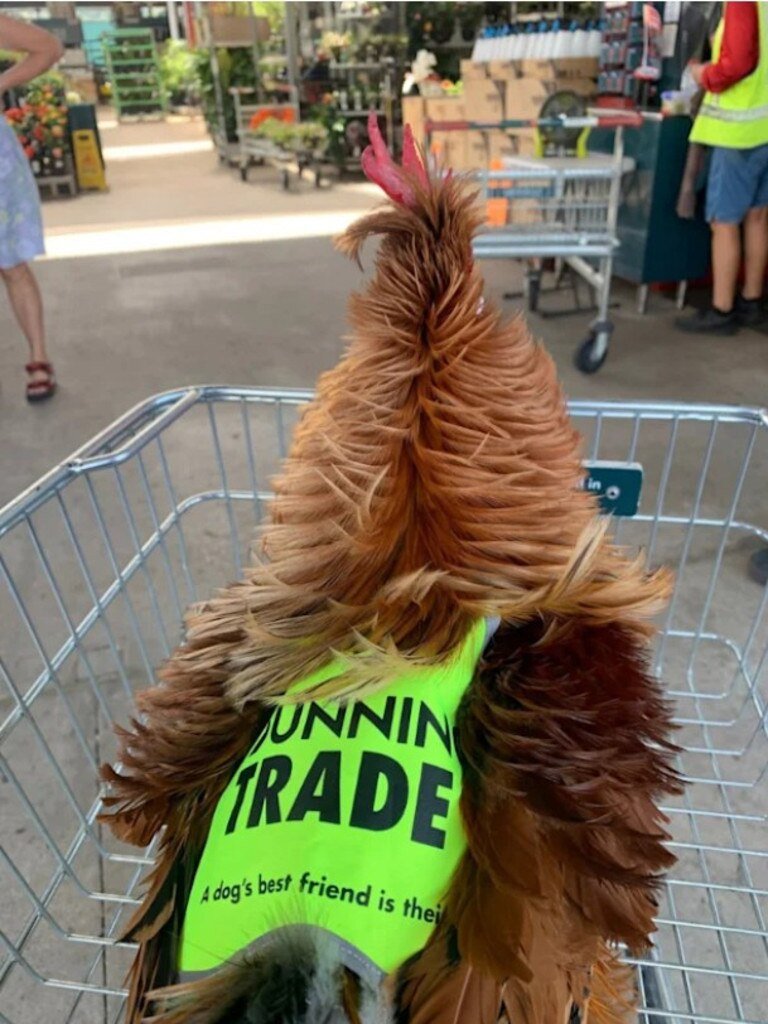 Roosters, cats and sheep at Bunnings divide shoppers in bitter pet debate 14 Roosters cats and sheep at Bunnings divide shoppers in bitter