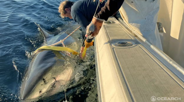She heads towards the shore, her length is 4 meters and her weight is 771 kg: the largest white shark in the Atlantic, spotted by scientists 11 The shark was photographed when its GPS tracker stopped.