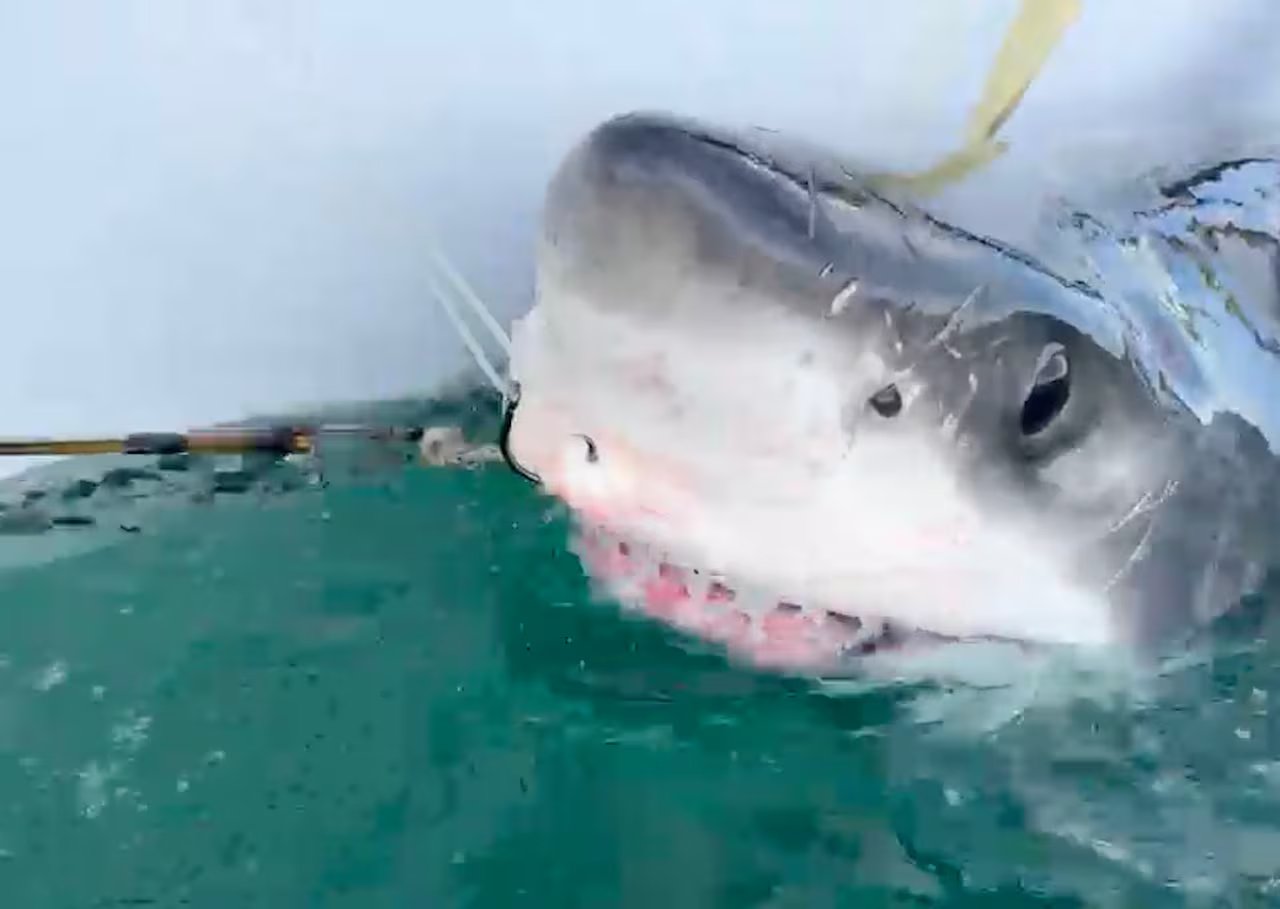 Close-up of a shark