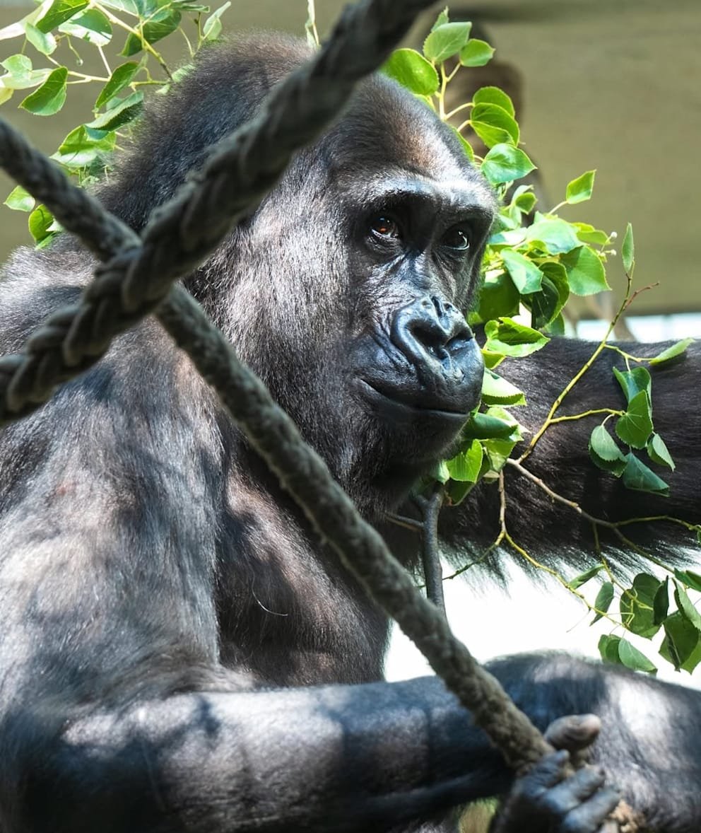 Two dead gorillas at the zoo: silverback bit genitals | News 12 Gorilla Mobali was brutally killed