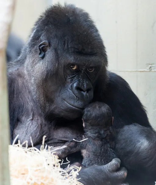 Two dead gorillas at the zoo: silverback bit genitals | News 13 Mother gorilla Joas holding another baby