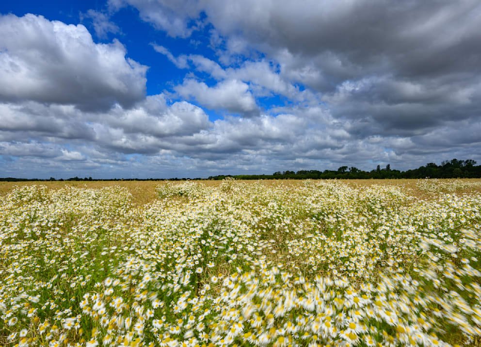 Yesterday clouds moved over the landscape of Oderbruch in eastern Brandenburg. Calm before the next heat wave?