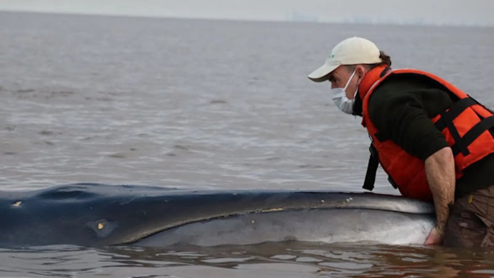 Sei whale stuck in a river in Argentina