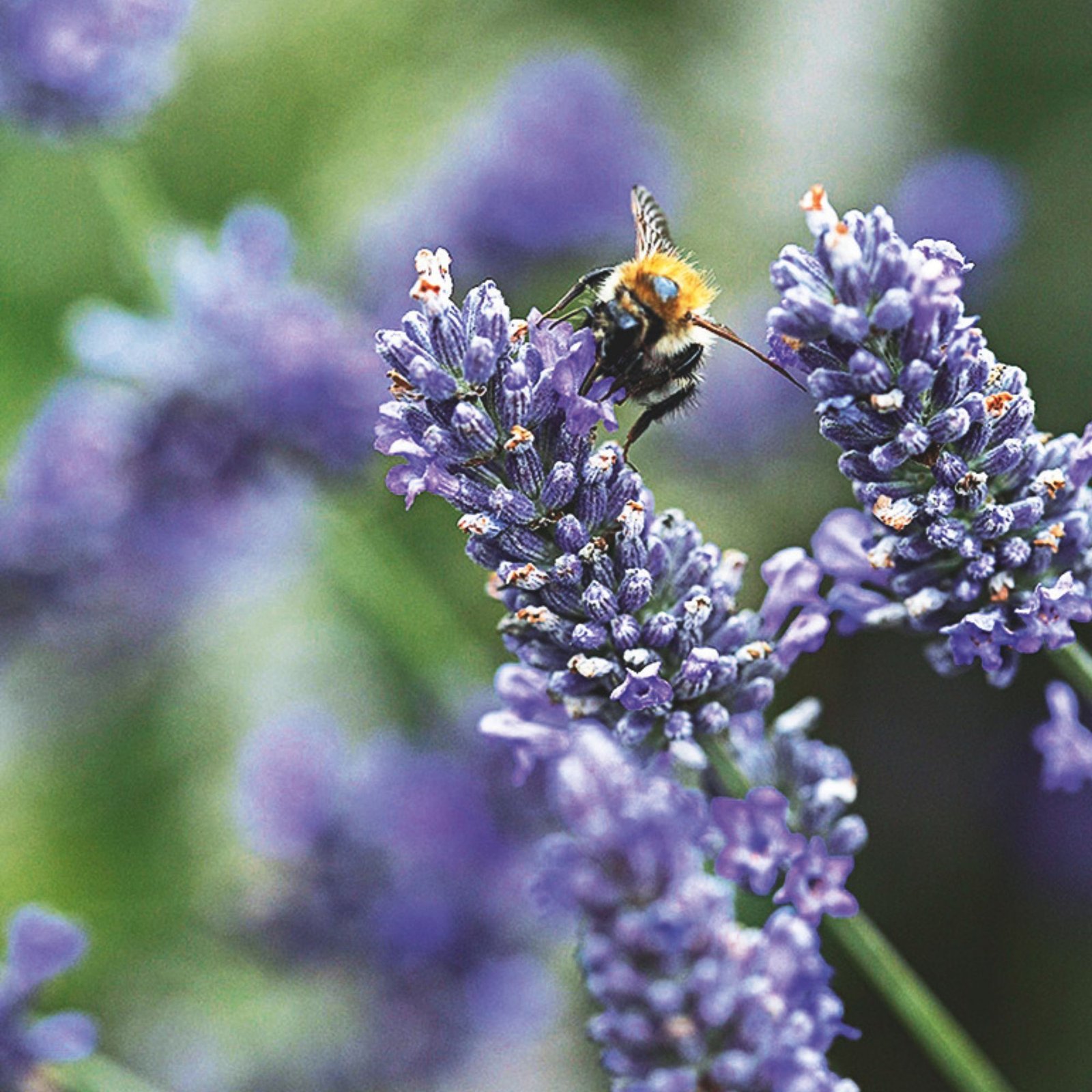 Close-up of a bumblebee on a lavender flower