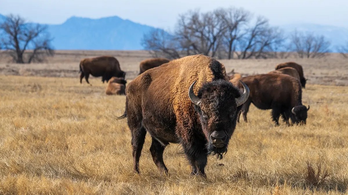 Yellowstone bison that attacked grandfather will not be euthanized 13 The bison looks straight ahead while other bison are nearby.