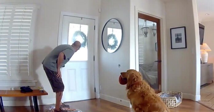 The opposite of a guard dog: Golden retriever begs to play with intruder in San Diego break-in